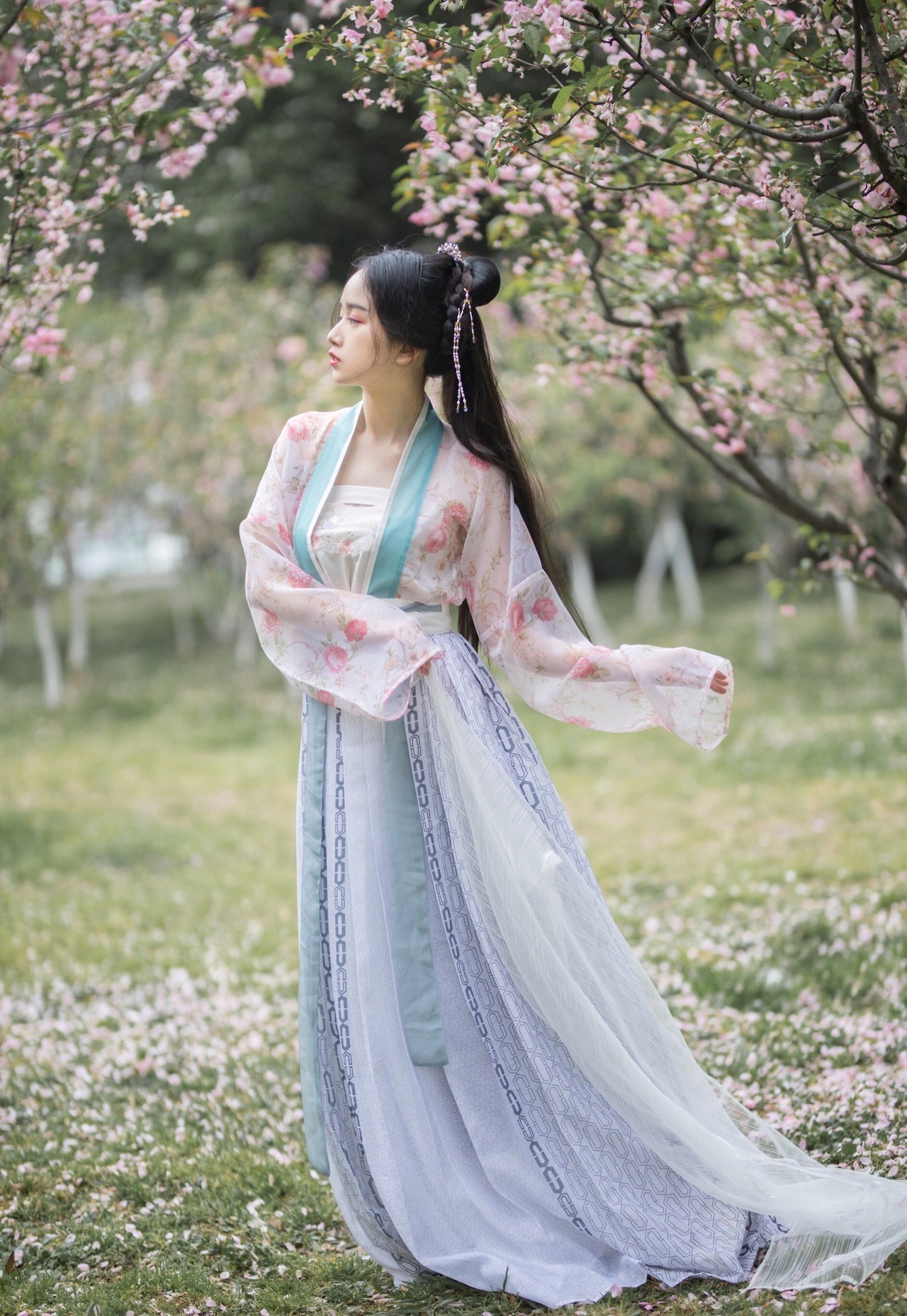 Model with blue Hanfu covered in Sakura tree